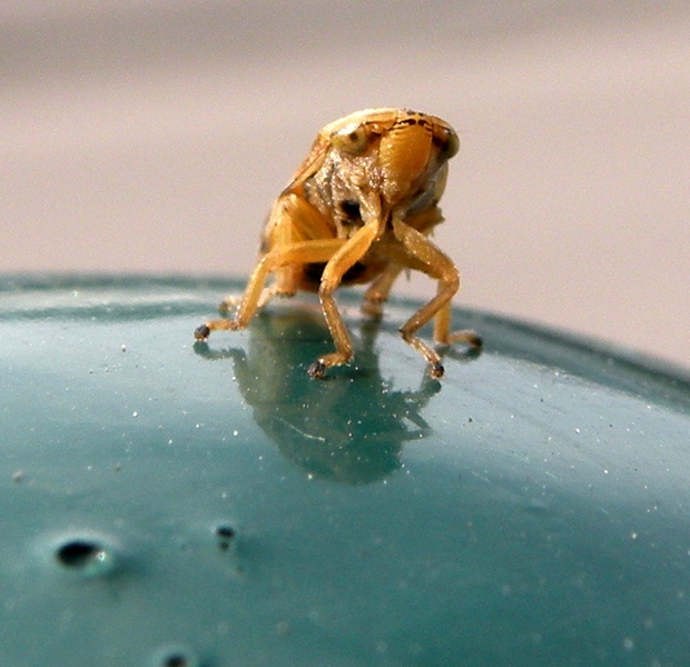 Aphrophora alni. No, Philaenus spumarius